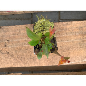 Lepanthes antilocarpa