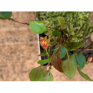 Lepanthes domingensis