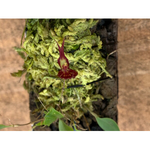 Lepanthes nycteris x terborchii