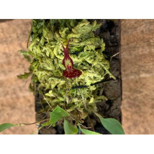 Lepanthes nycteris x terborchii