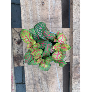 Fittonia grün/pink Babyplant Mosaikpflanze