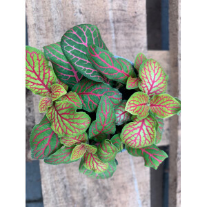 Fittonia grün/pink Babyplant Mosaikpflanze