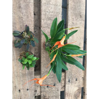 Terra Base Orchideenmix 1