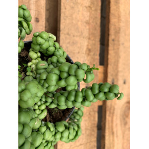 Dischidia nummularifolia Dragon Jade