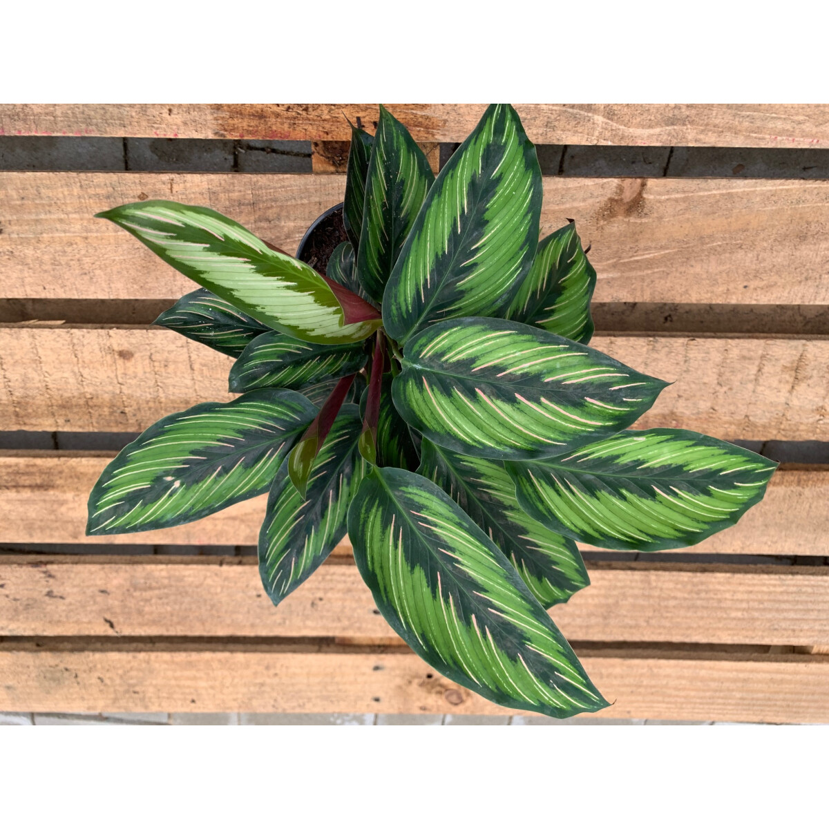 Calathea Beauty Star