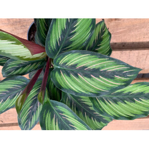 Calathea Beauty Star