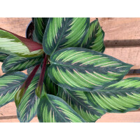 Calathea Beauty Star