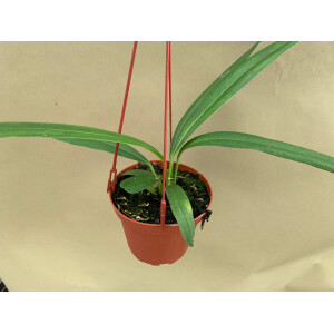 Anthurium bakeri Hängeampel