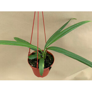 Anthurium bakeri Hängeampel