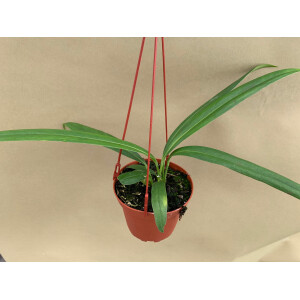 Anthurium bakeri Hängeampel