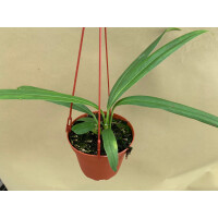 Anthurium bakeri Hängeampel