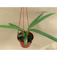 Anthurium bakeri Hängeampel