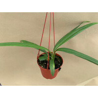 Anthurium bakeri Hängeampel