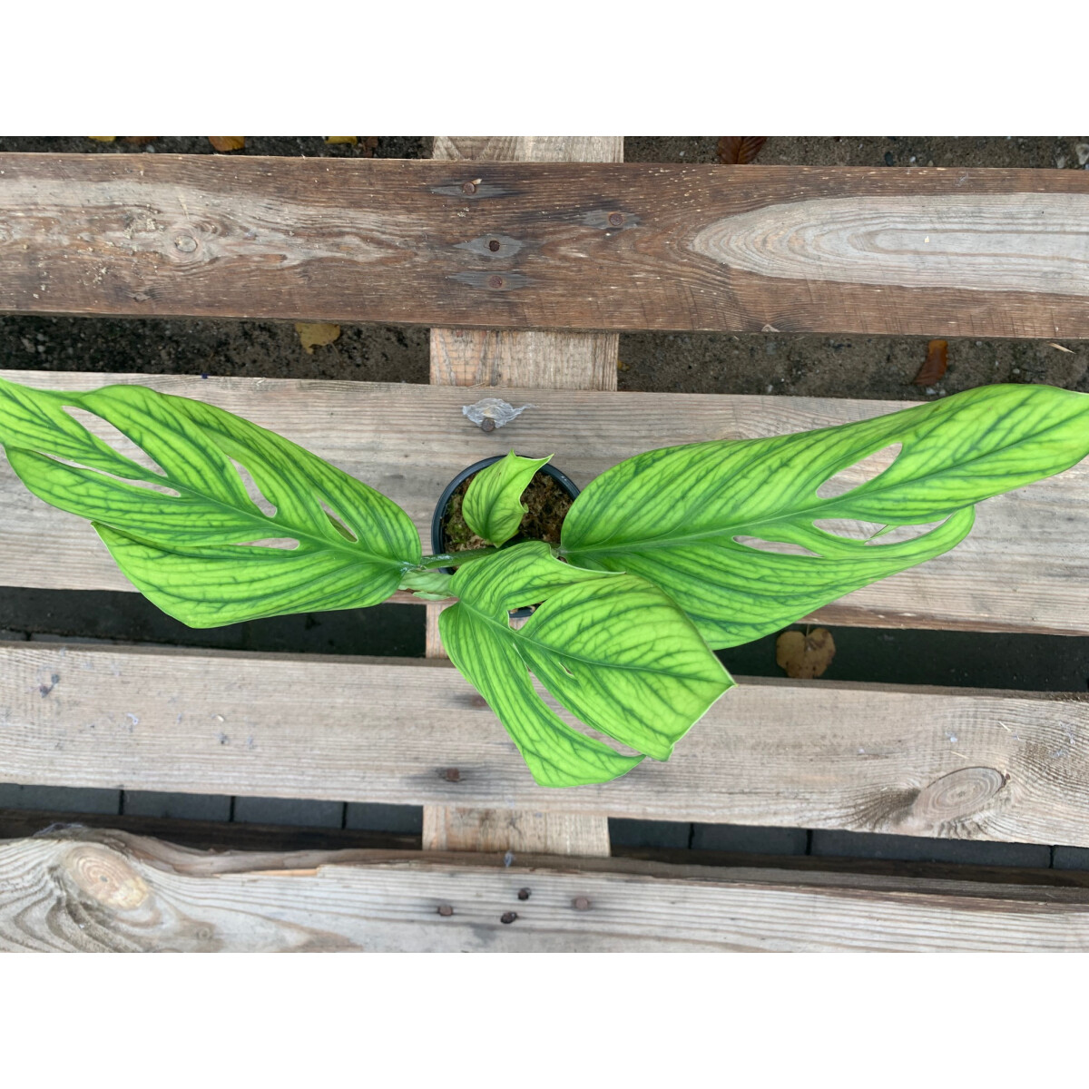 Monstera Pinnatipartita