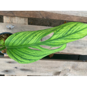 Monstera Pinnatipartita
