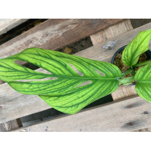 Monstera Pinnatipartita