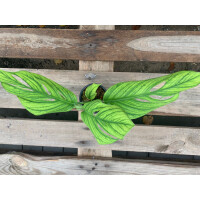 Monstera Pinnatipartita