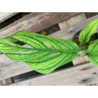 Monstera Pinnatipartita