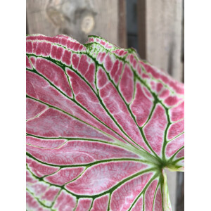 Angebot Caladium Thai Beauty