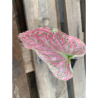 Angebot Caladium Thai Beauty