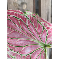 Angebot Caladium Thai Beauty