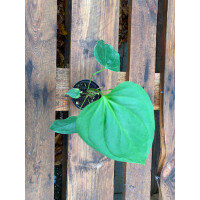 Anthurium longistrosum