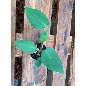 Anthurium nanegalense