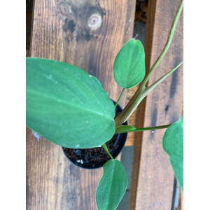 Anthurium nanegalense