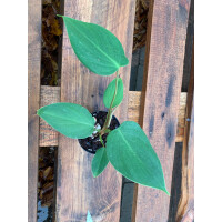 Anthurium nanegalense