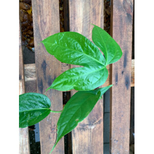 Anthurium clavigerum