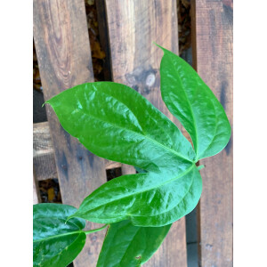 Anthurium clavigerum