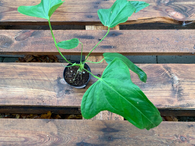 Anthurium falcatum