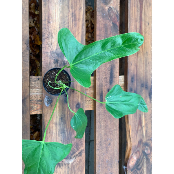 Anthurium falcatum, 99,00