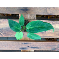 Anthurium waterburyanum