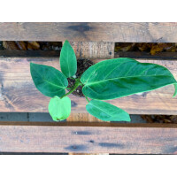 Anthurium waterburyanum