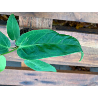 Anthurium waterburyanum