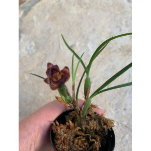 Angebot Masdevallia & Maxillaria Orchideen Mix (3 Stück)