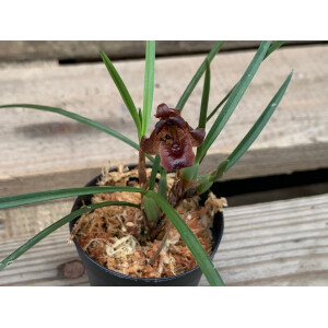 Angebot Maxillaria ferdinandiana