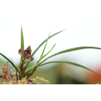 Angebot Maxillaria ferdinandiana