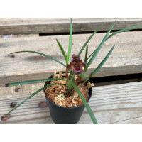 Angebot Maxillaria ferdinandiana