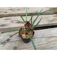 Angebot Maxillaria ferdinandiana