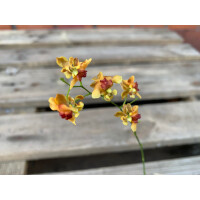 Angebot Oncidium spec. Orange