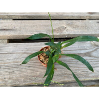 Angebot Oncidium spec. Orange