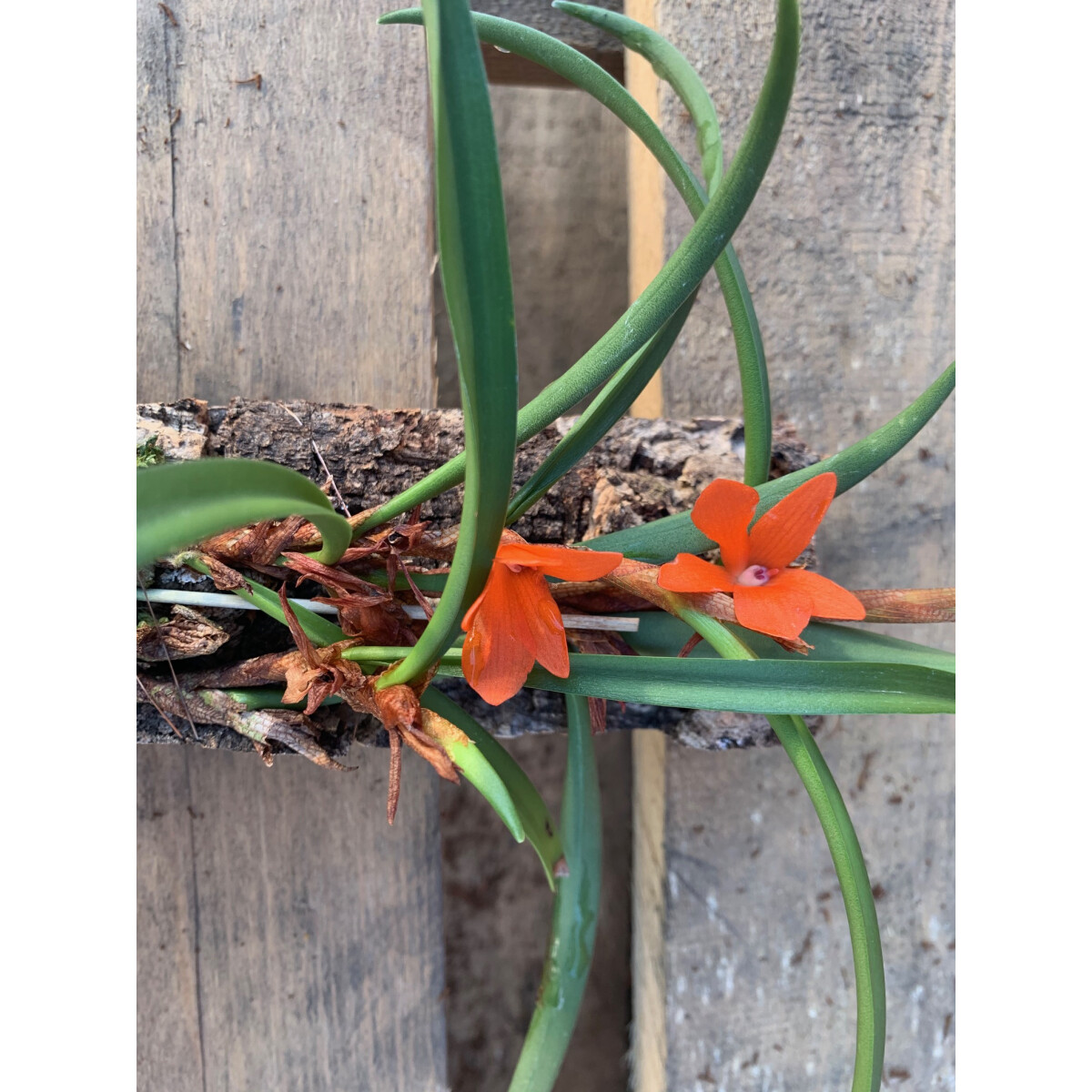 Ceratosylus retisquama syn. rubra XL