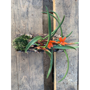 Ceratosylus retisquama syn. rubra XL