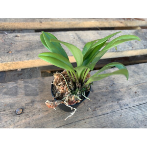 Masdevallia triangularis