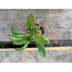 Masdevallia triangularis