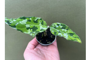 Aglaonema pictum tricolor S