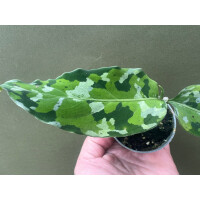 Aglaonema pictum tricolor S
