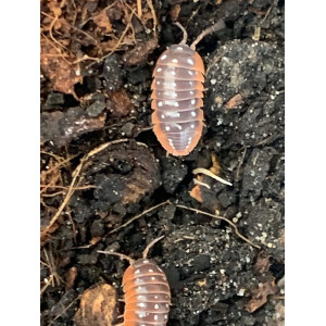 Armadillidium klugii „Montenegro“
